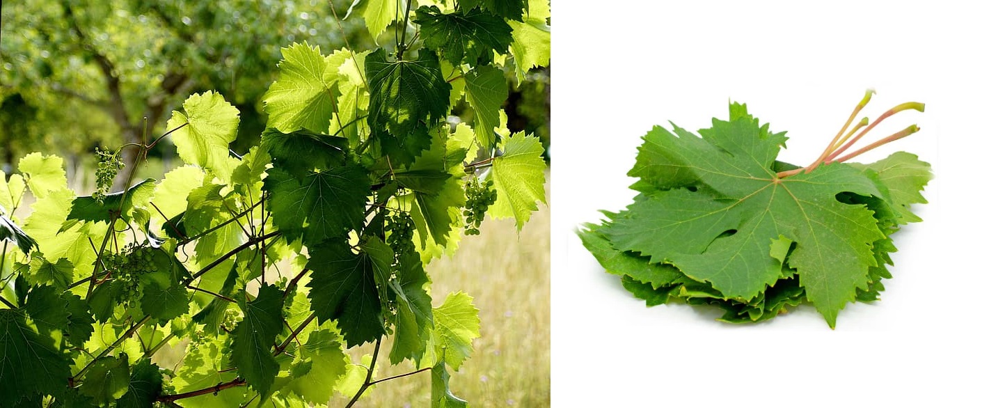 ΒΕΦΑ ΑΛΕΞΙΑΔΟΥ ΜΕ ΤΗ ΒΕΦΑ ΜΑΘΑΙΝΩ 5. Πως προετοιμάζουμε & συντηρούμε τα κληματόφυλλα Vefa Alexiadou Cook Books and Blog vefaalexiadou.gr/ (2)